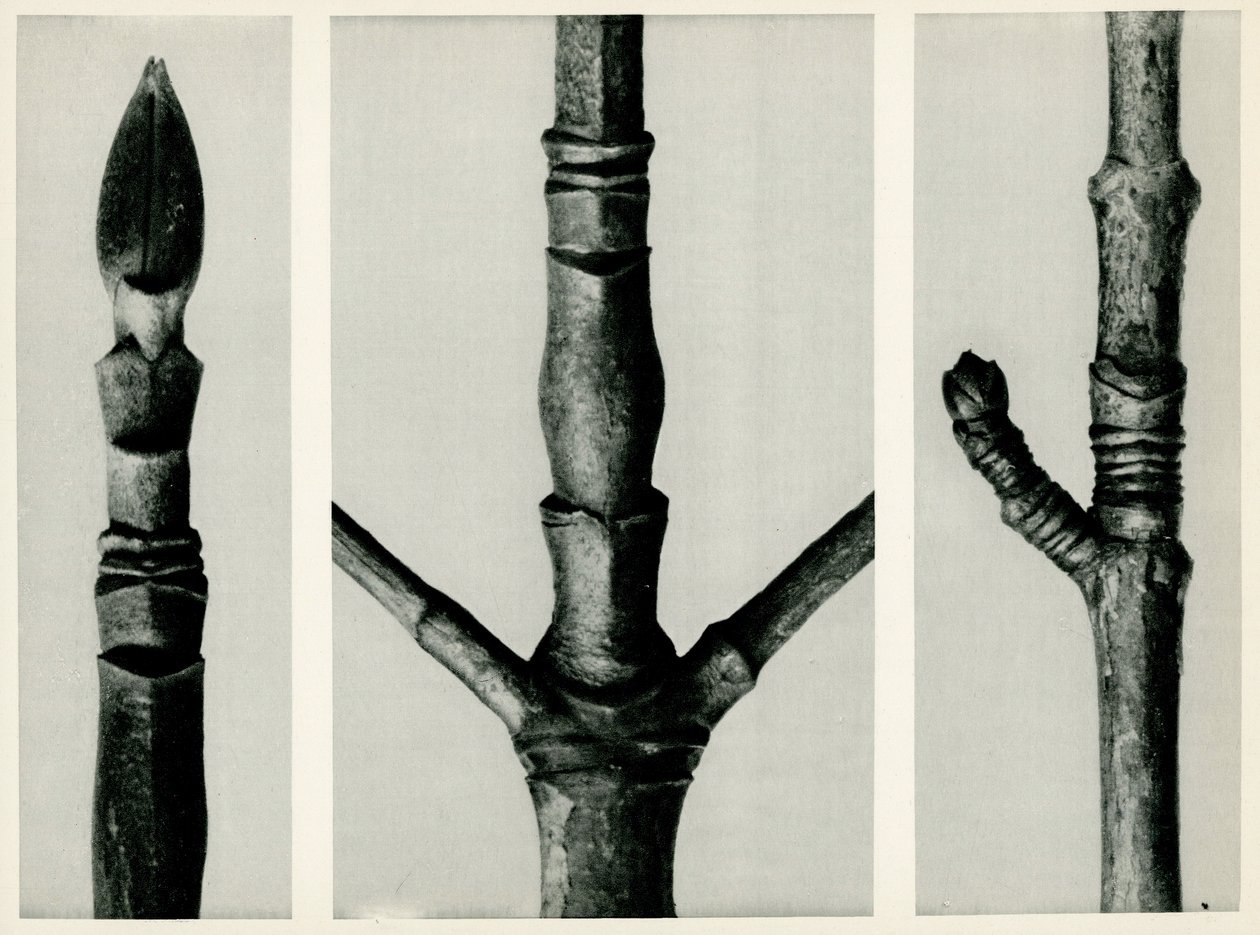 Cornus Nuttallii. 1929 (fotogravyr) av Karl Blossfeldt