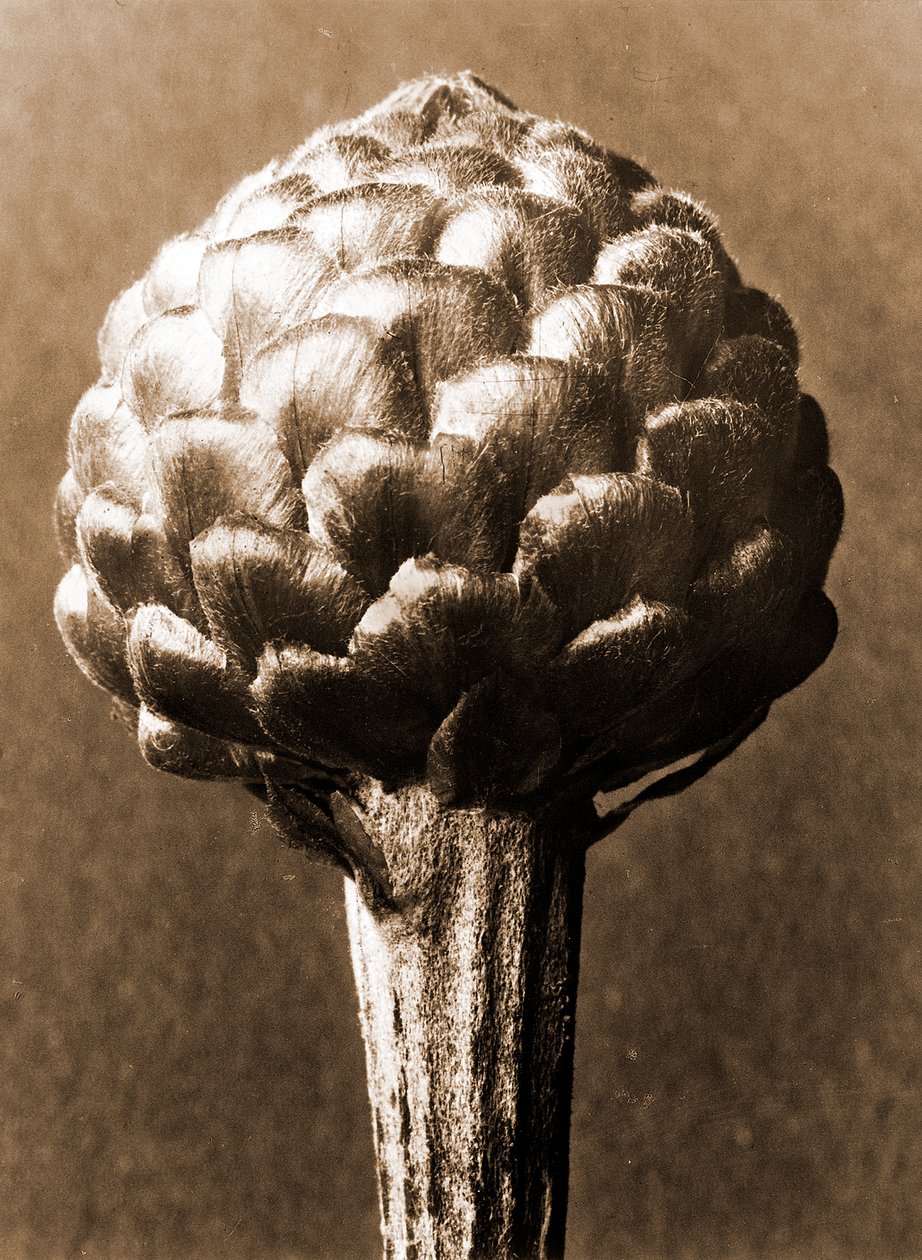 Cynara cardunculus 1929 (fotogravyr) av Karl Blossfeldt