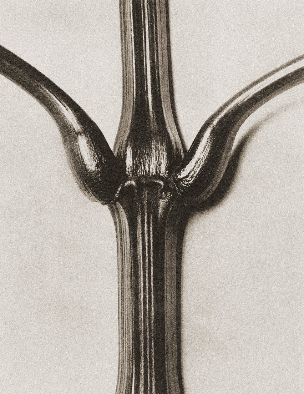 Impatiens glandulifera, 1929 (fotogravyr) av Karl Blossfeldt