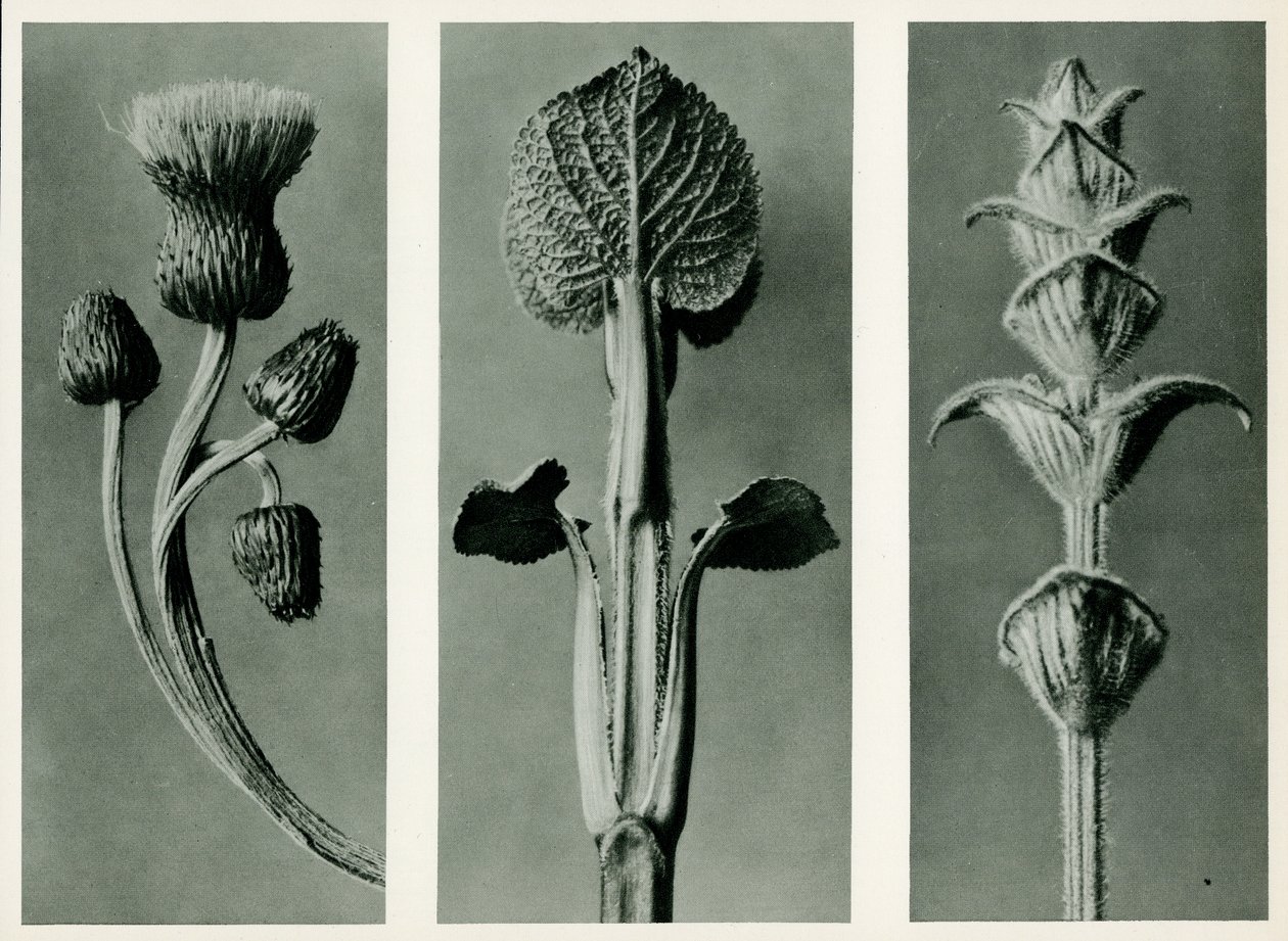 Studie av tre arter av växter. 1929 (fotogravyr) av Karl Blossfeldt