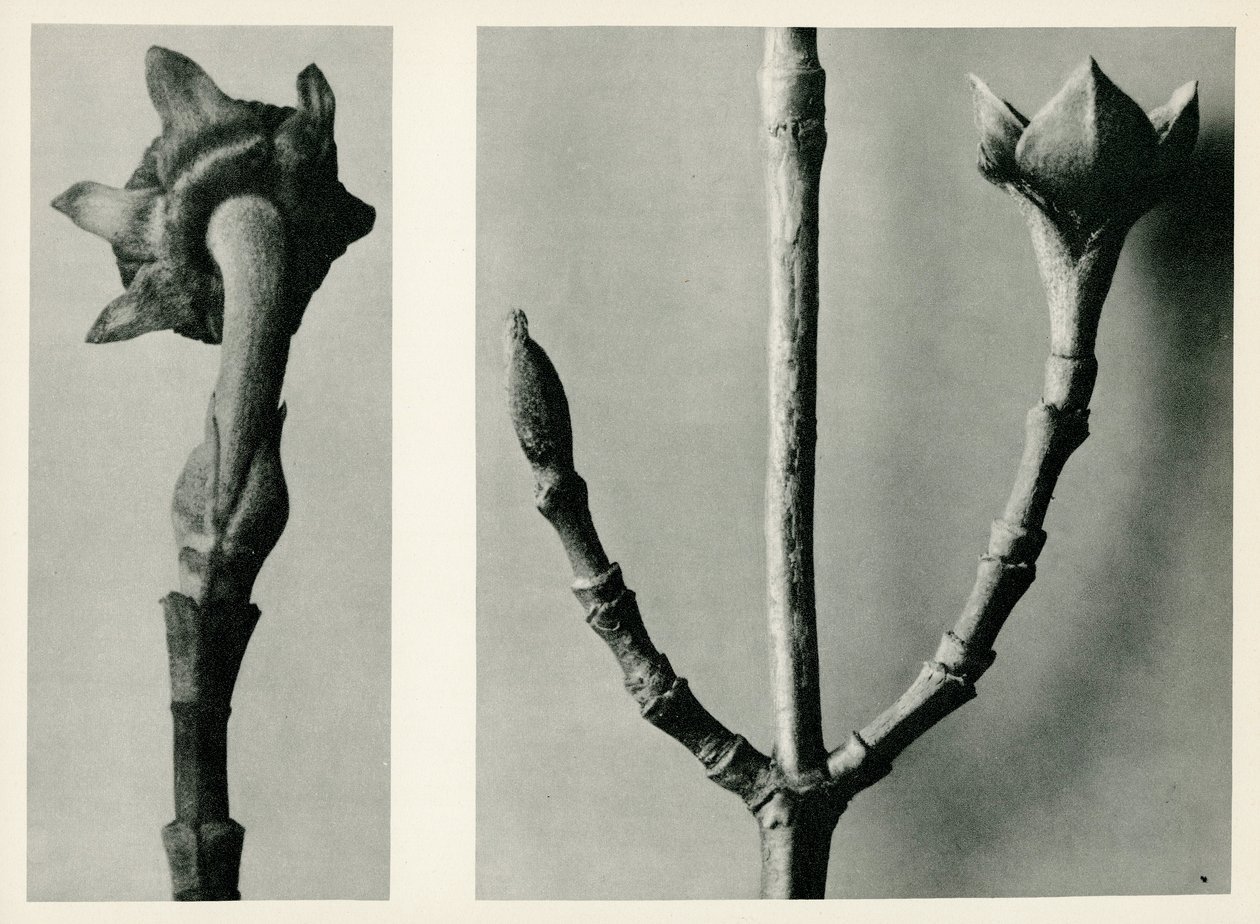 Untitled studie. 1929 (fotogravyr) av Karl Blossfeldt