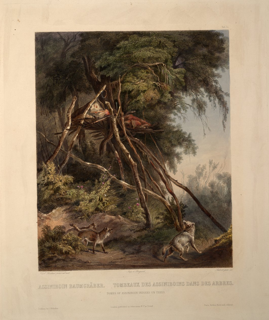 Assiniboin-indianernas gravar på träd av Karl Bodmer