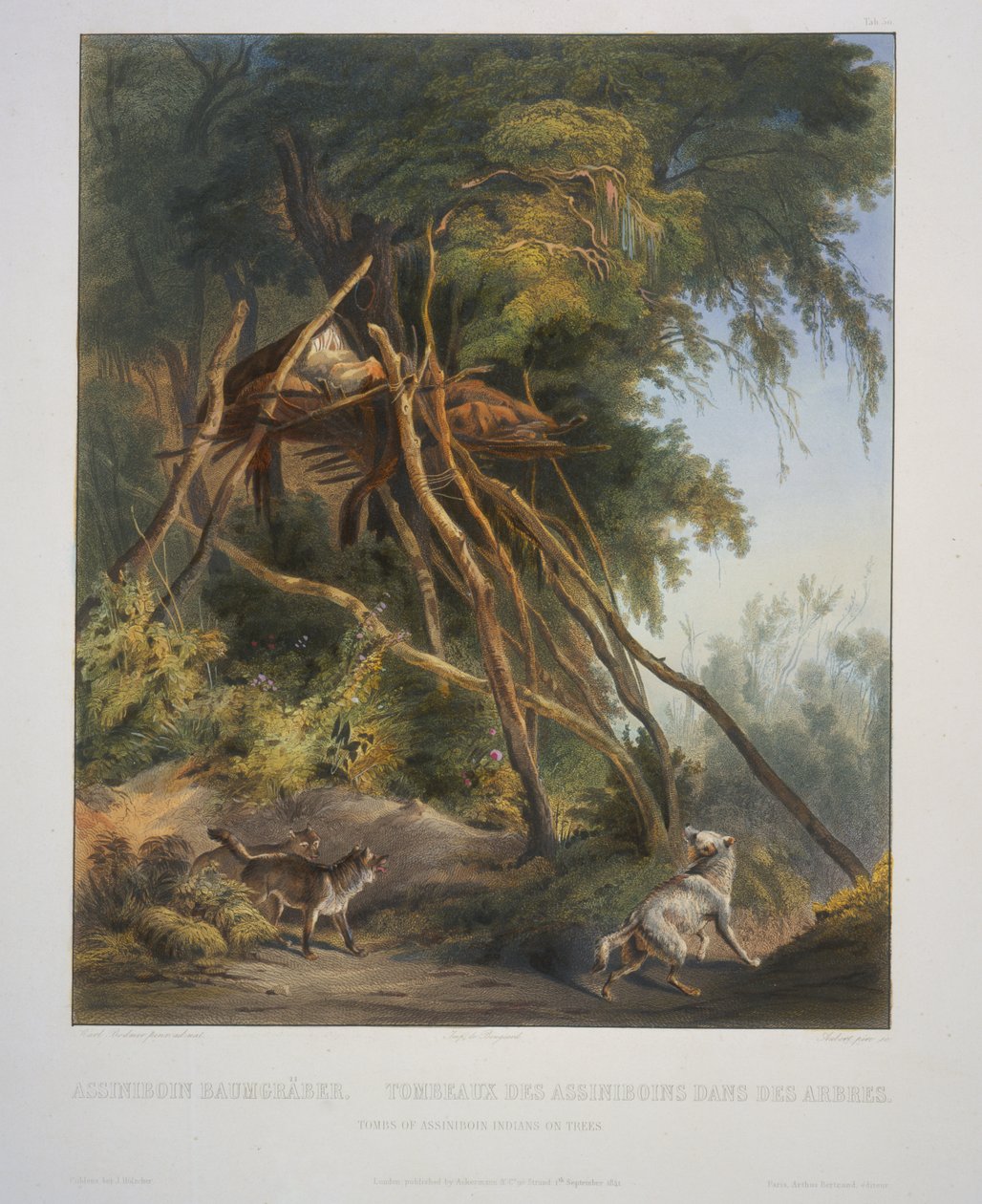 Assiniboin-indianernas gravar på träd av Karl Bodmer