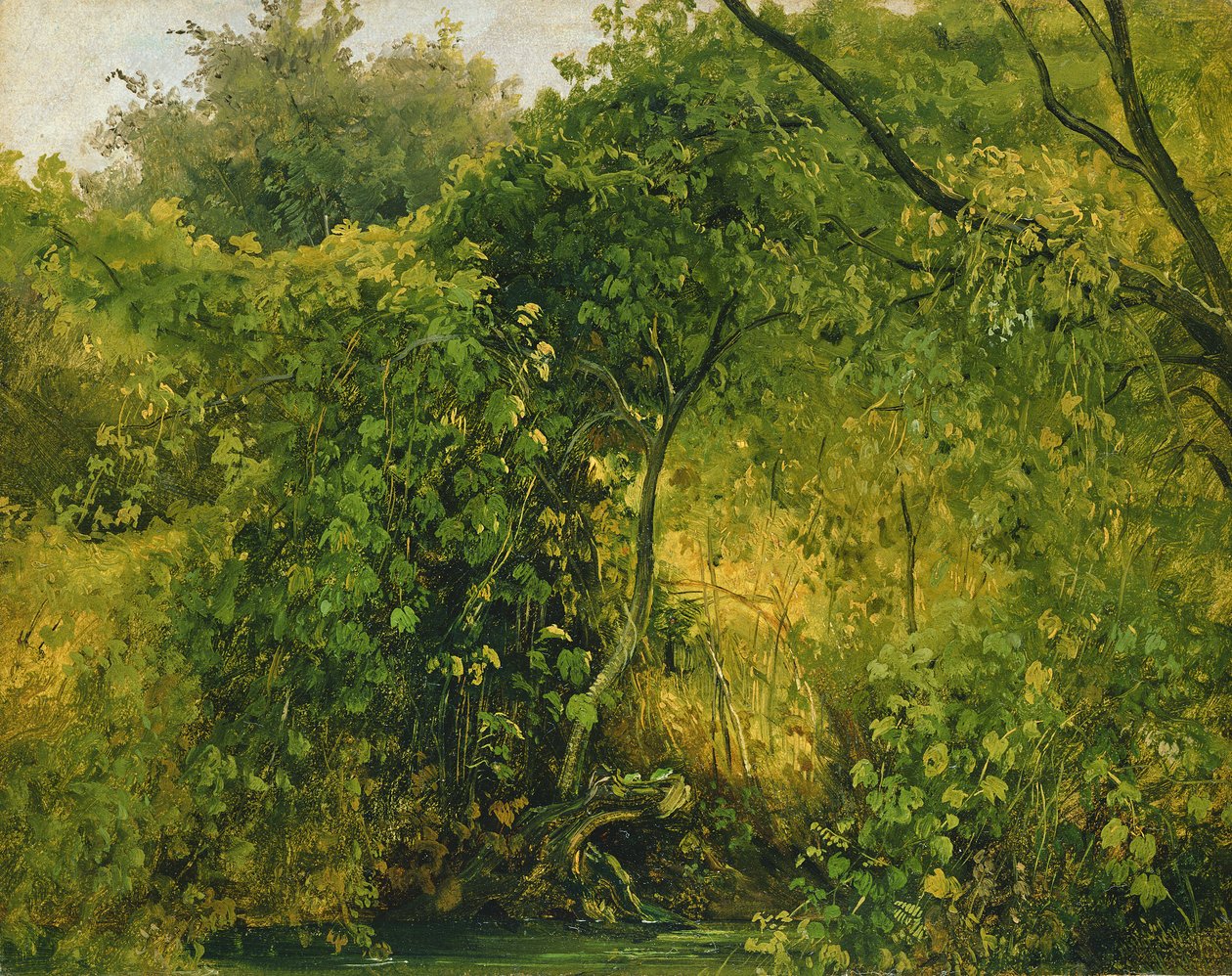 Buskar vid Pillnitz, ca 1818-28 (olja på papper) av Karl Gustav Carus