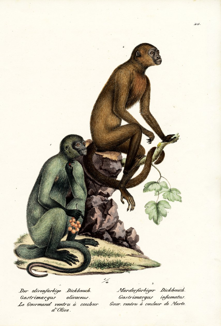 Capuchin, 1824 av Karl Joseph Brodtmann