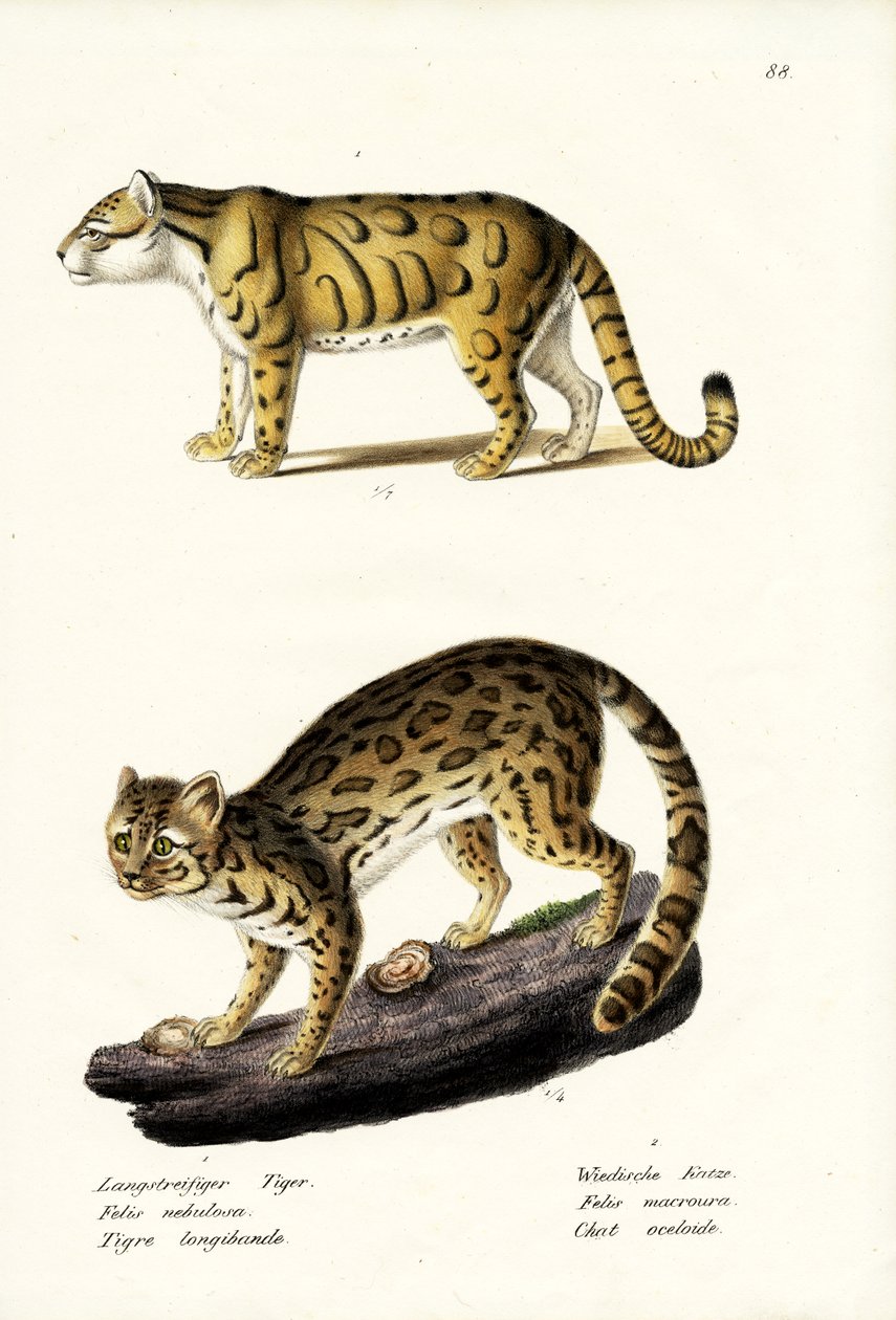 Molnig leopard, 1824 av Karl Joseph Brodtmann