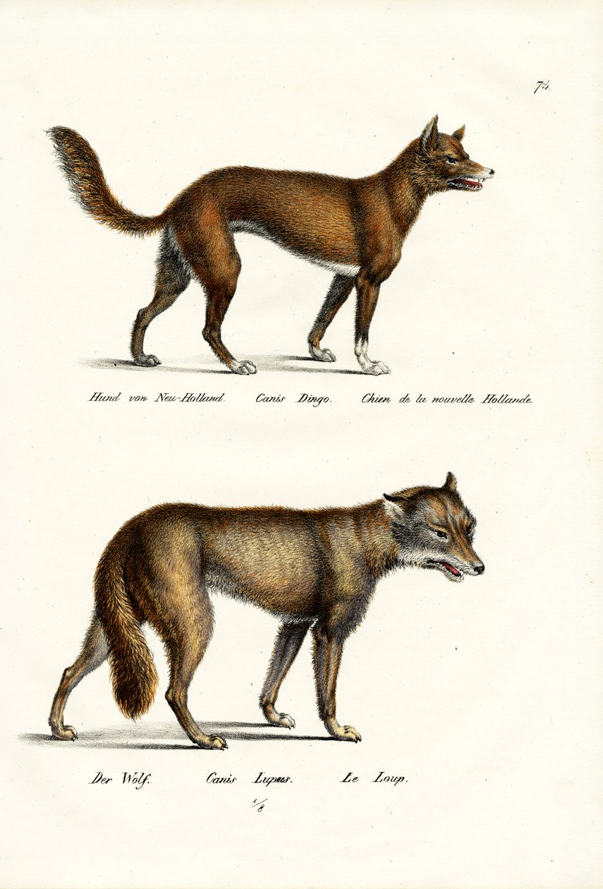 Dingo, 1824 av Karl Joseph Brodtmann