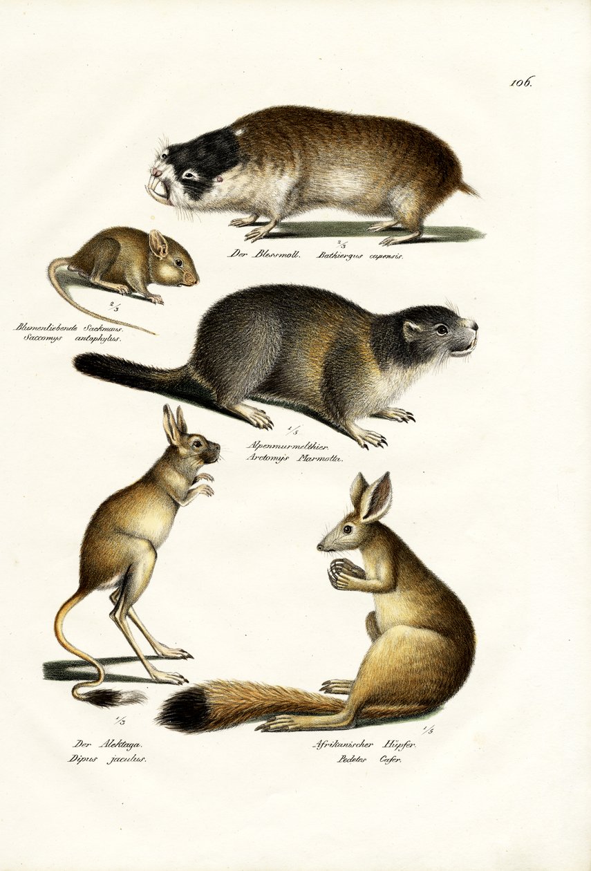 Dune Mole, 1824 av Karl Joseph Brodtmann