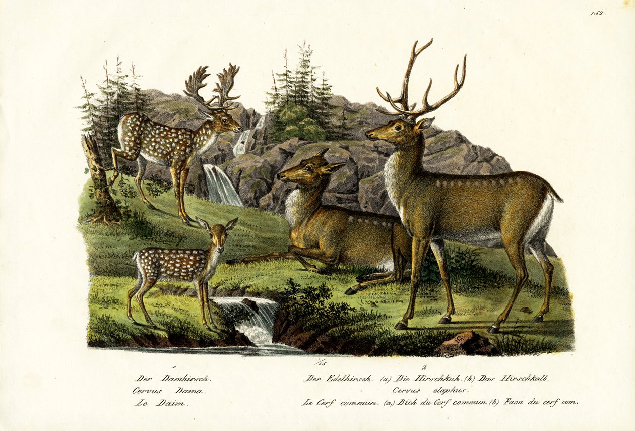 Dovhjort, 1824 av Karl Joseph Brodtmann