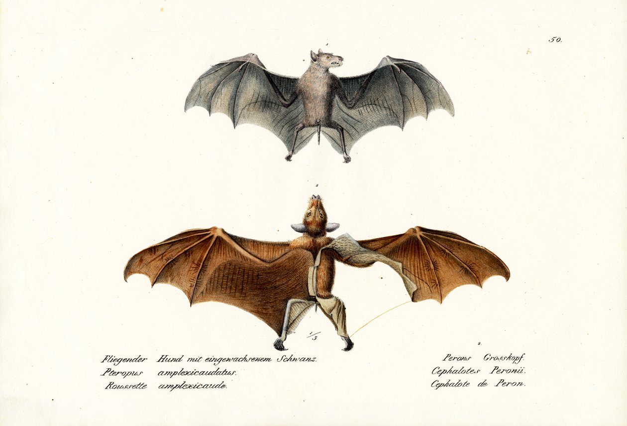 Flygande rävar, 1824 av Karl Joseph Brodtmann