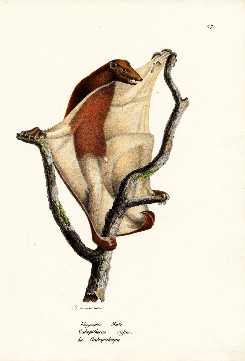 Flygande lemur, 1824 av Karl Joseph Brodtmann