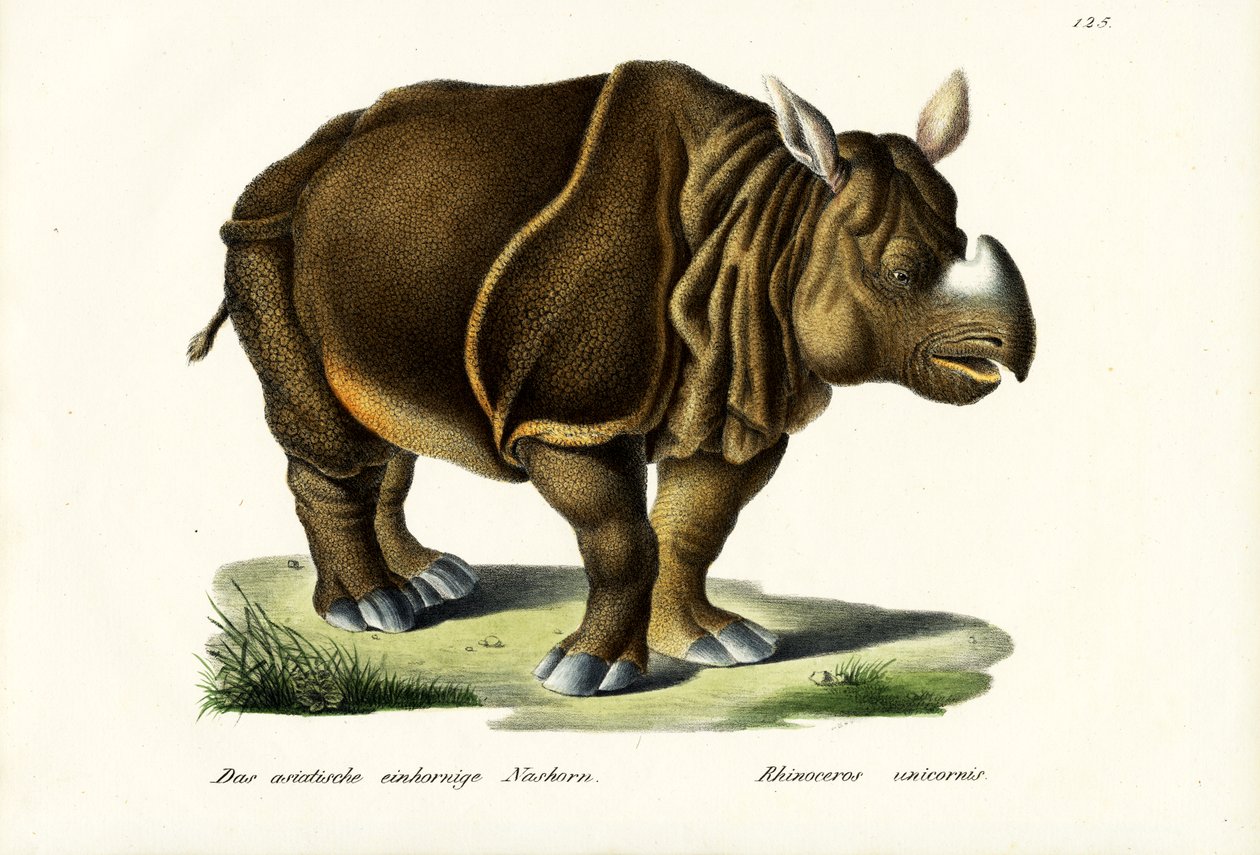 Indisk noshörning, 1824 av Karl Joseph Brodtmann