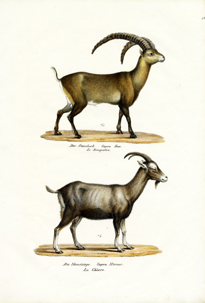 Stenbock, 1824 av Karl Joseph Brodtmann