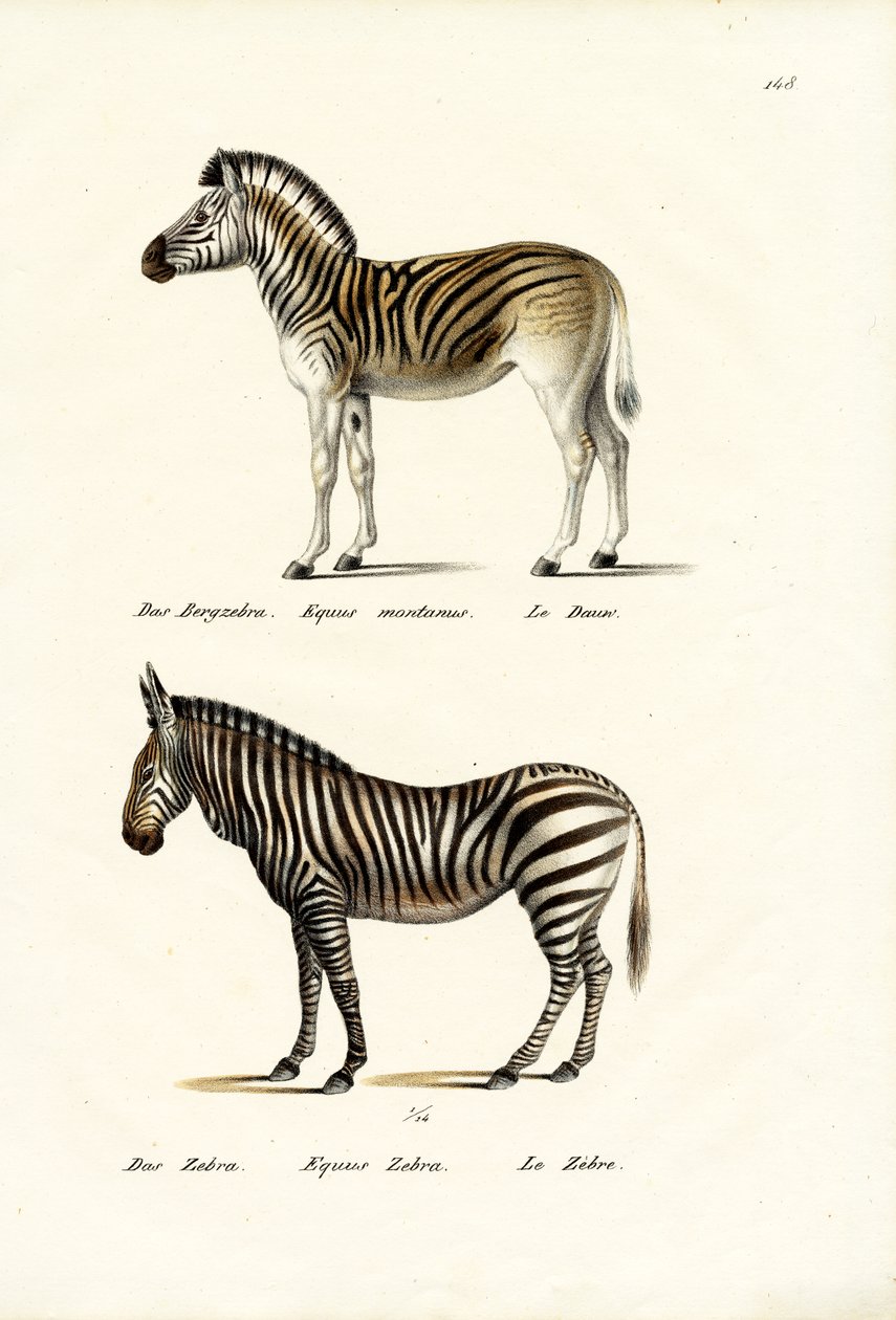 Bergszebra, 1824 av Karl Joseph Brodtmann