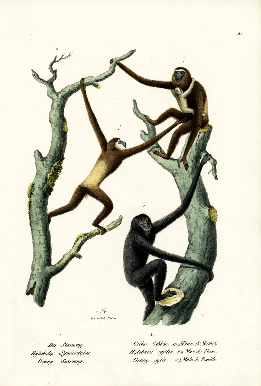 Siamang, 1824 av Karl Joseph Brodtmann