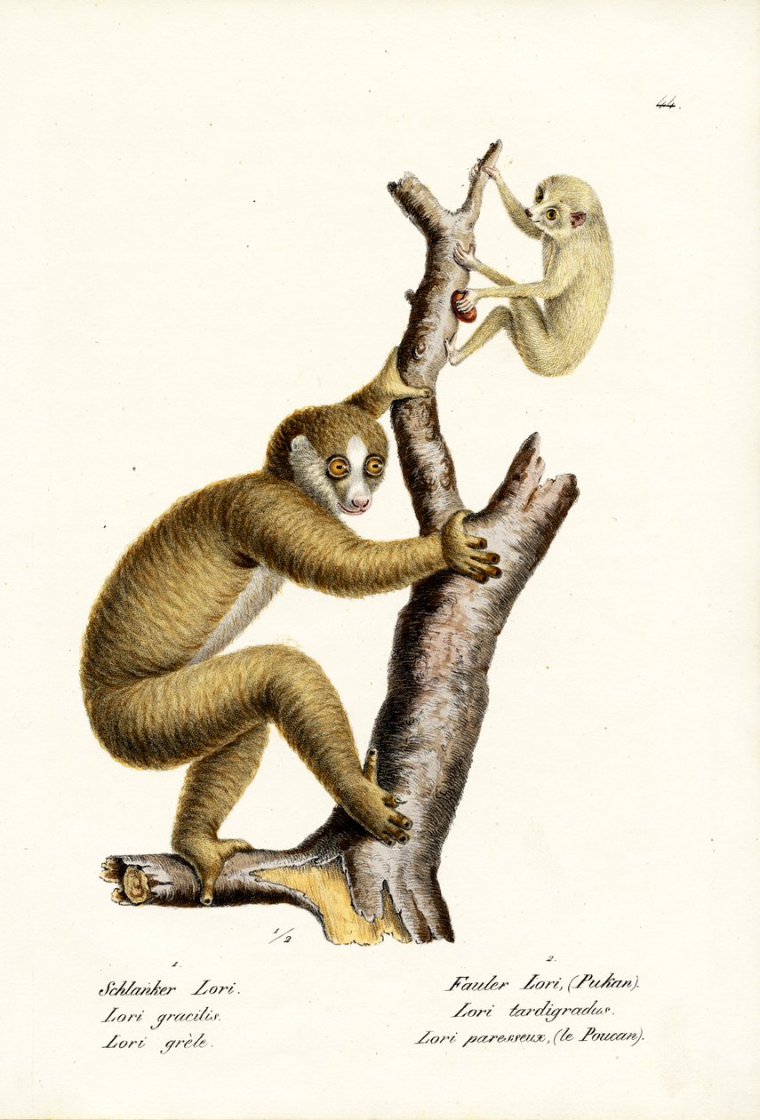 Slender Loris, 1824 av Karl Joseph Brodtmann