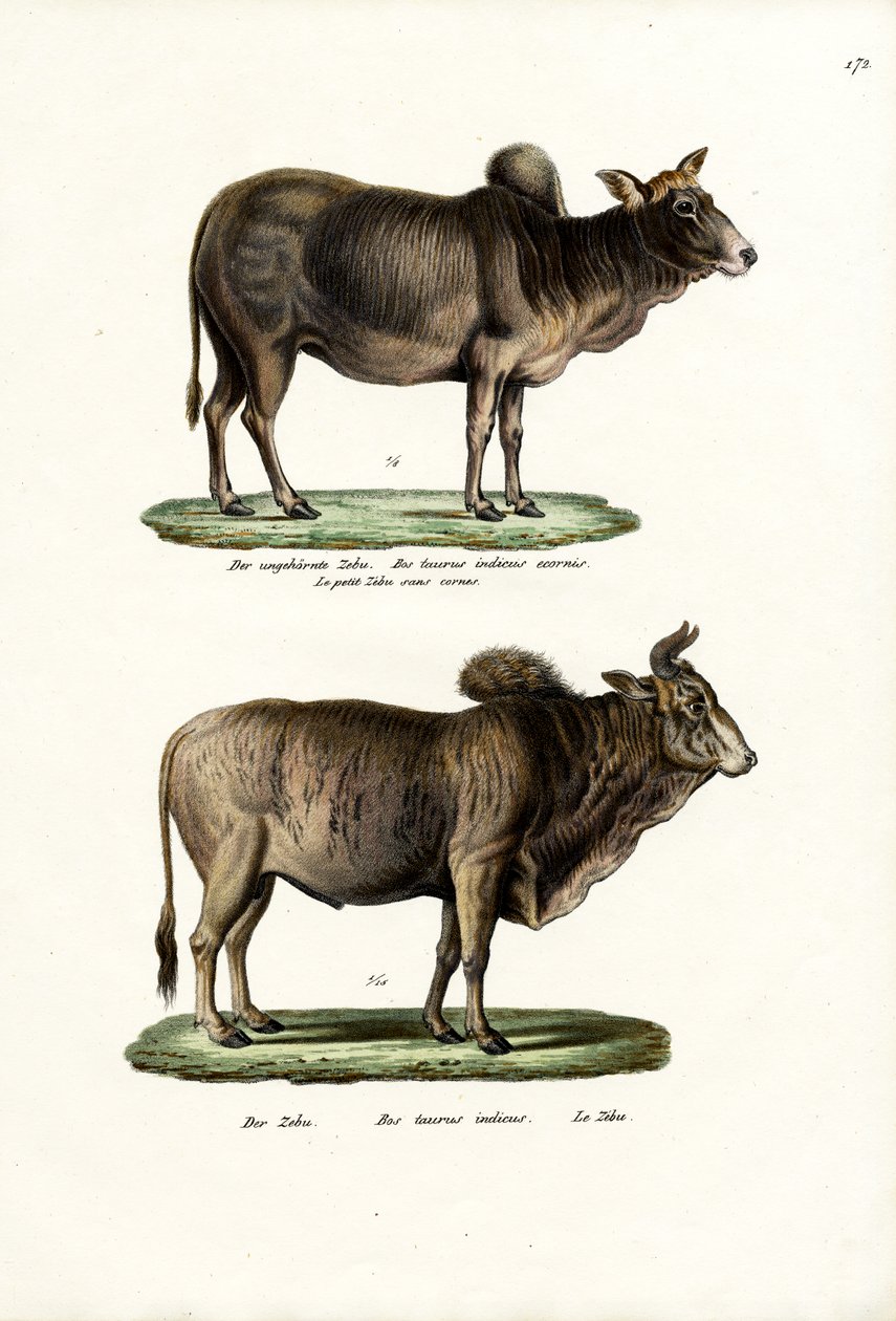 Zebus, 1824 av Karl Joseph Brodtmann