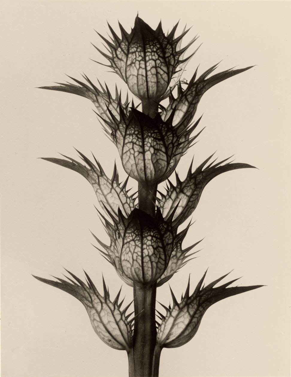 Acanthus mollis av Karl Blossfeldt