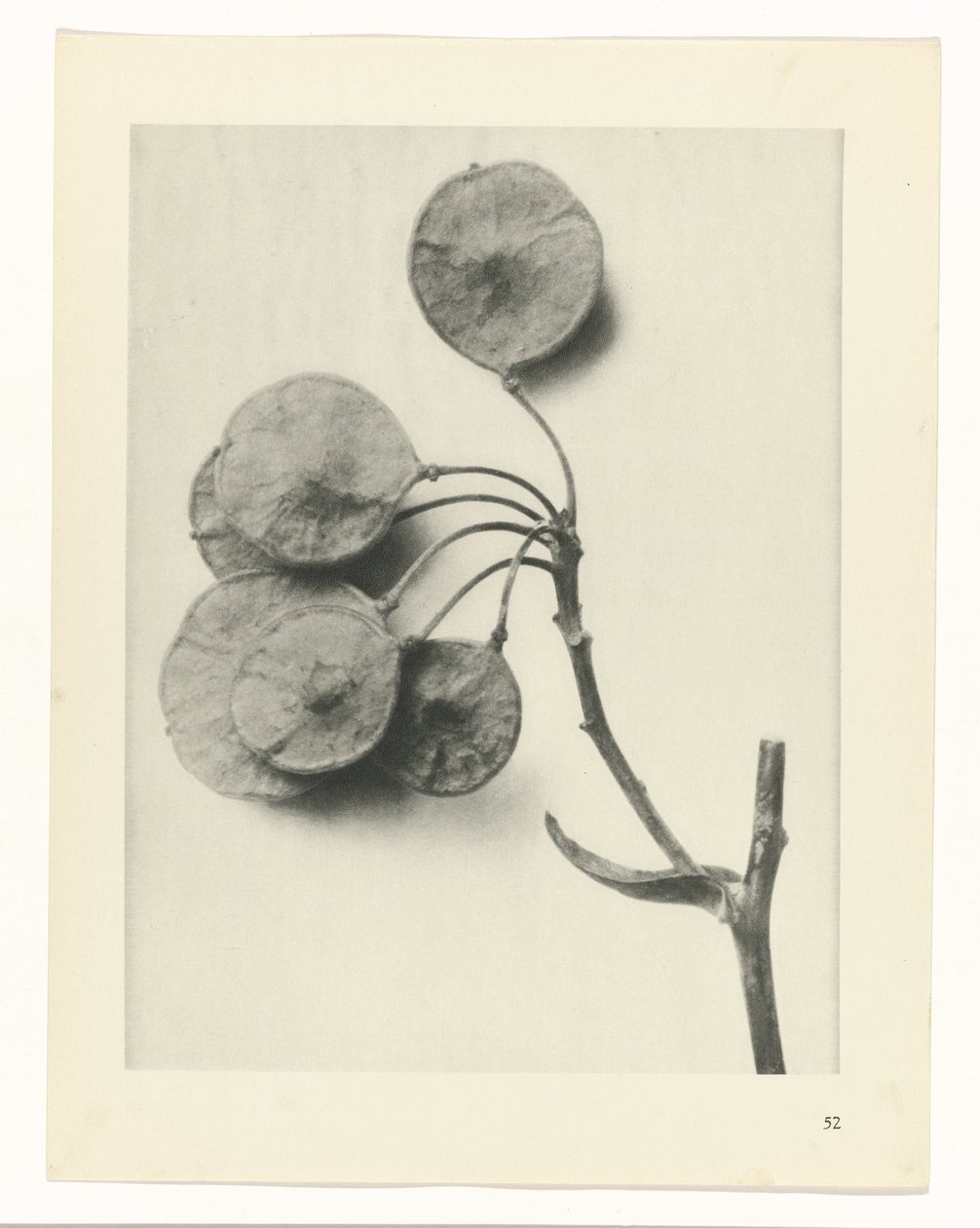 planera studien Archetypes of Art (serietitel) av Karl Blossfeldt