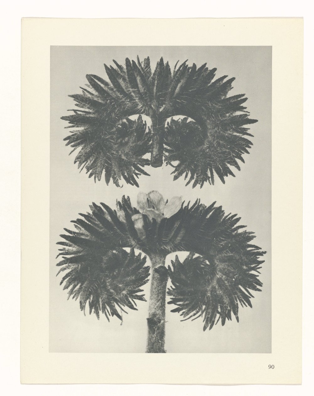 planera studien Archetypes of Art (serietitel) av Karl Blossfeldt