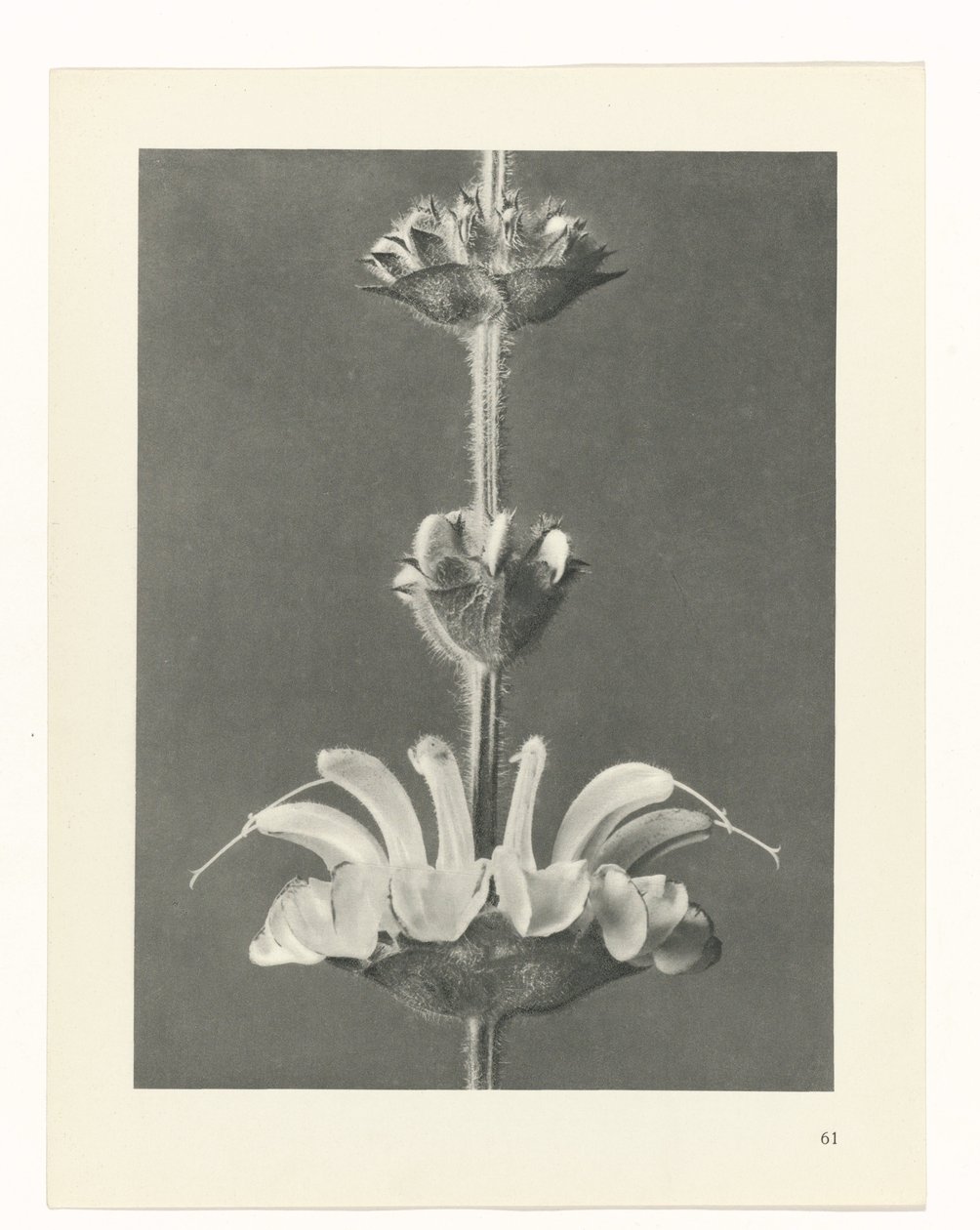 planera studien Archetypes of Art (serietitel) av Karl Blossfeldt