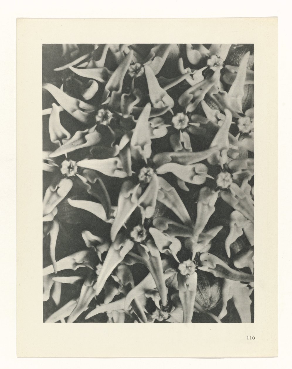 planera studien Archetypes of Art (serietitel) av Karl Blossfeldt