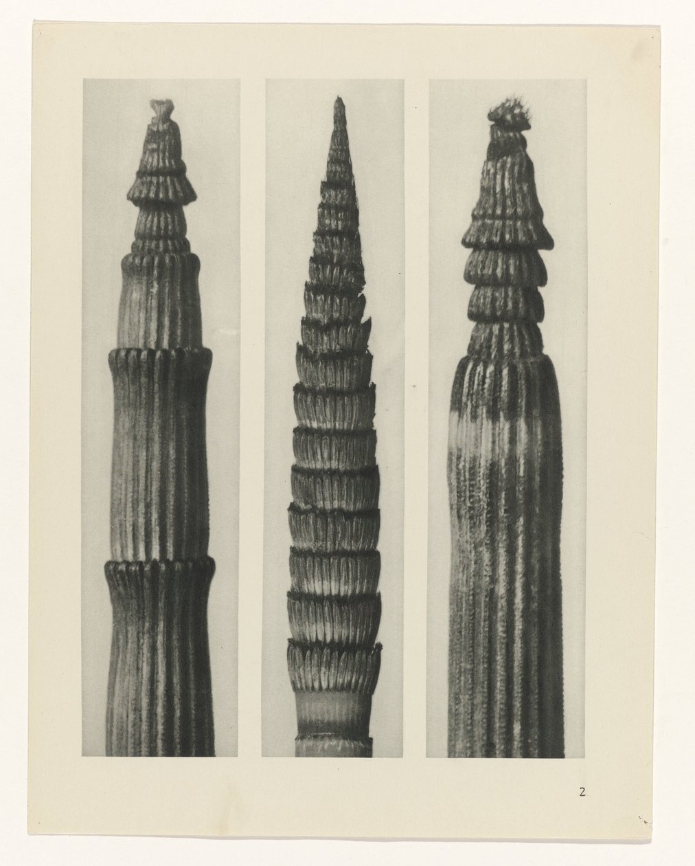 planera studien Archetypes of Art (serietitel) av Karl Blossfeldt