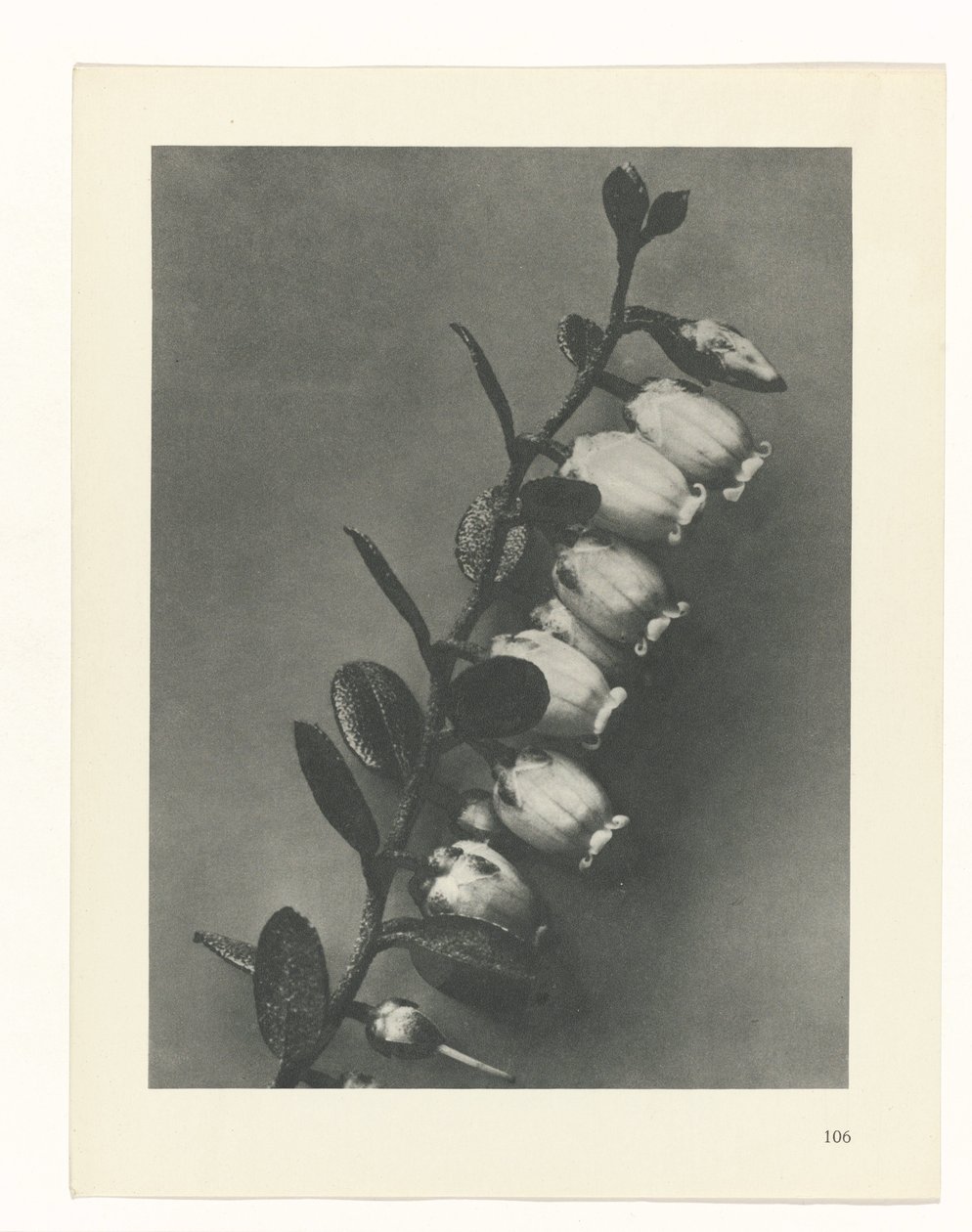 planera studie Archetypes of Art (serietitel) av Karl Blossfeldt