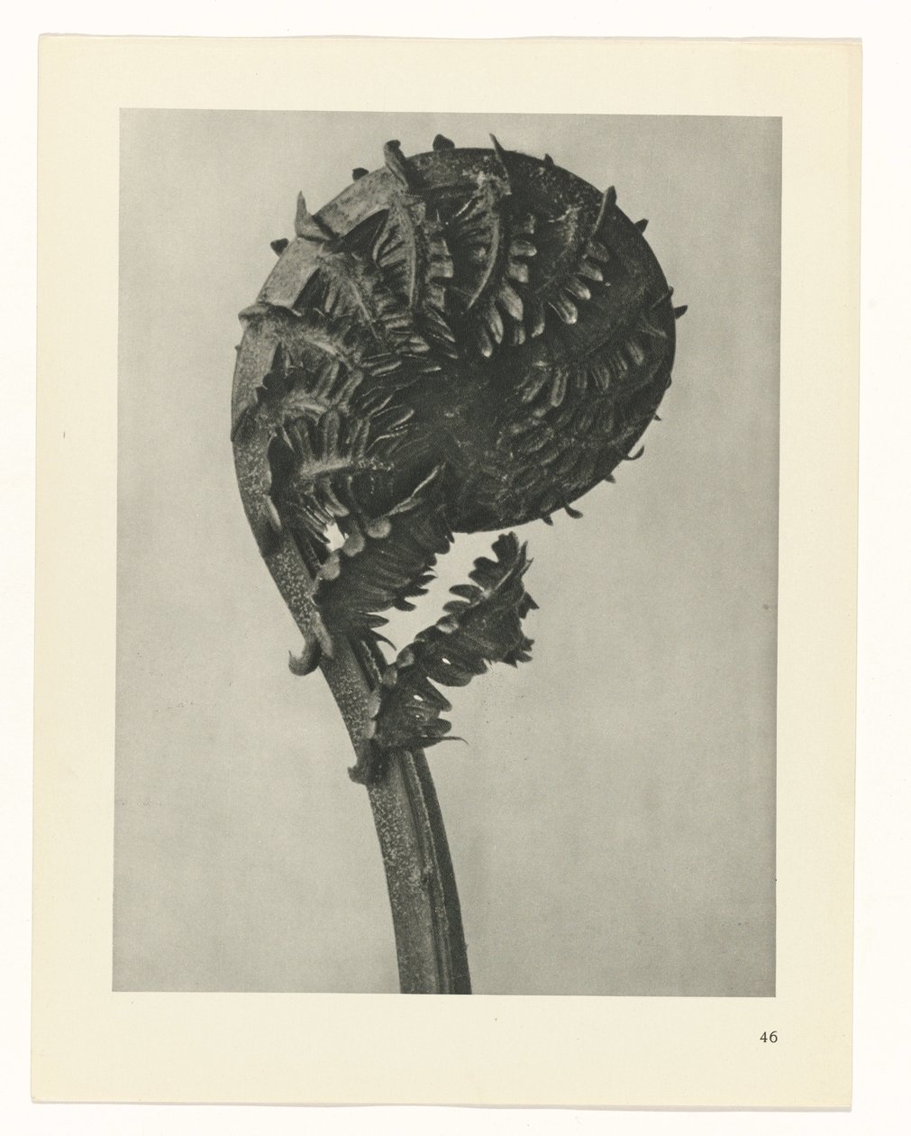 planera studien Archetypes of Art (serietitel) av Karl Blossfeldt