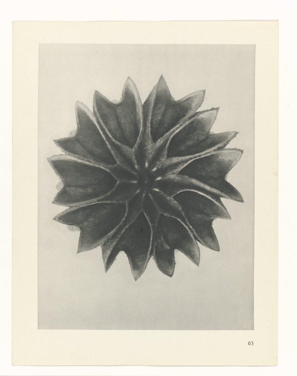 planera studien Archetypes of Art (serietitel) av Karl Blossfeldt
