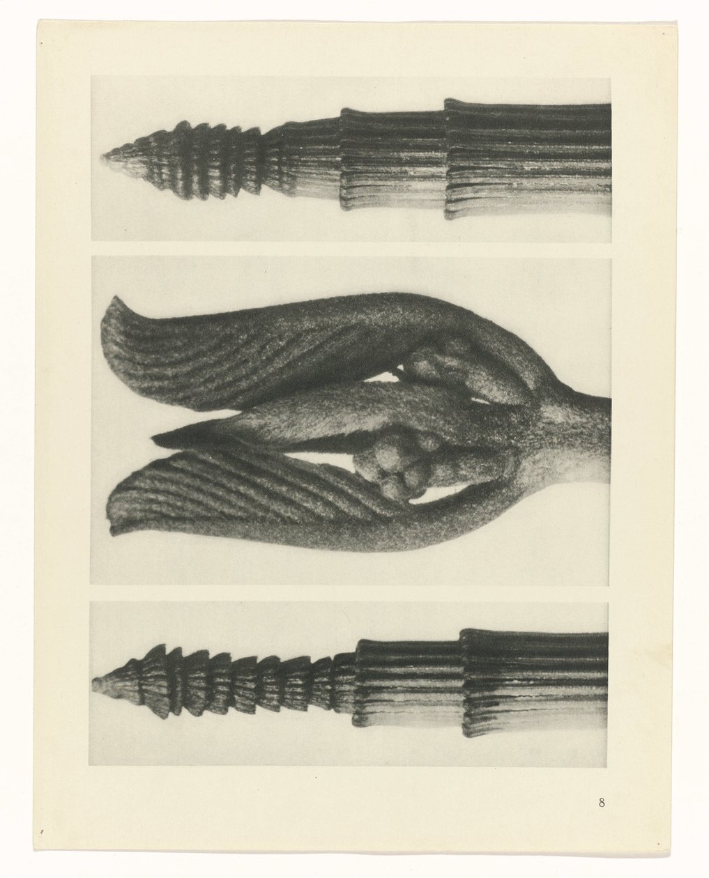 planera studien Archetypes of Art (serietitel) av Karl Blossfeldt