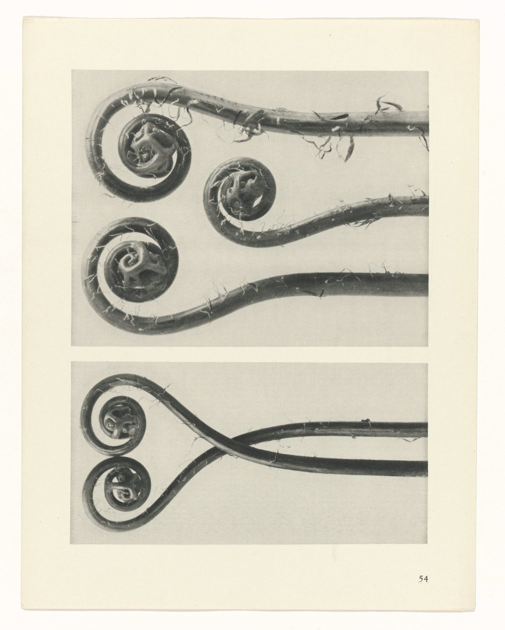 planera studie Archetypes of Art (serietitel) av Karl Blossfeldt