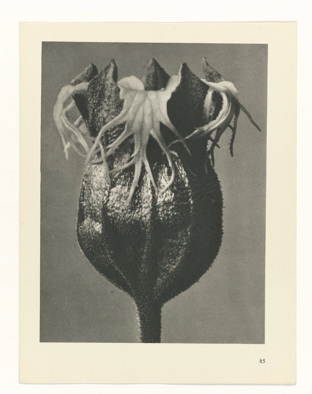 planera studien Archetypes of Art (serietitel) av Karl Blossfeldt