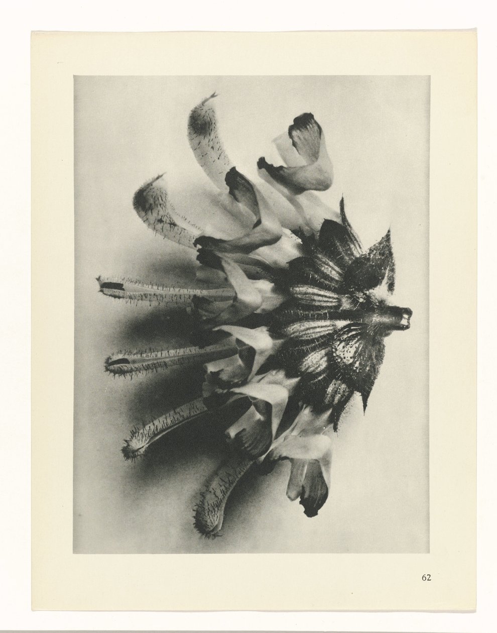 planera studien Archetypes of Art (serietitel) av Karl Blossfeldt