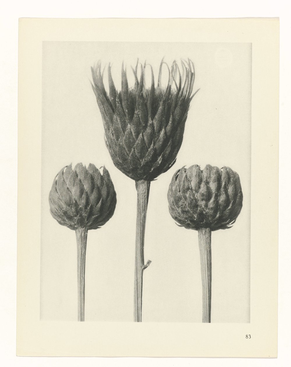 planera studien Archetypes of Art (serietitel) av Karl Blossfeldt