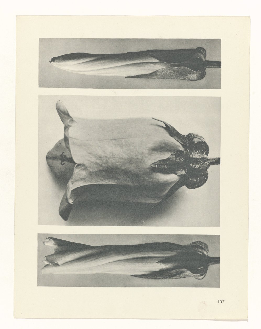 planera studien Archetypes of Art (serietitel) av Karl Blossfeldt