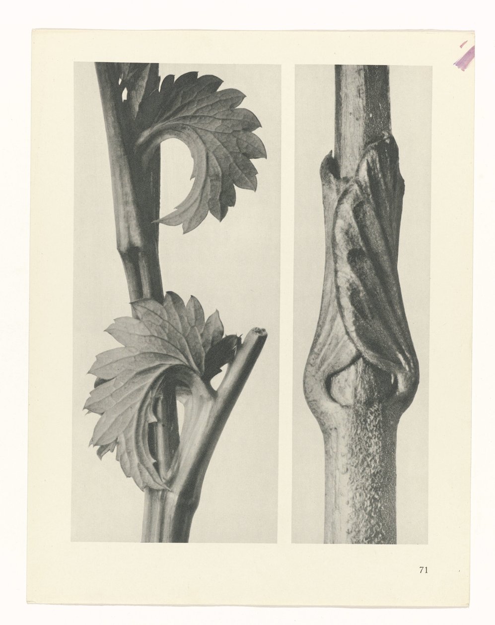planera studien Archetypes of Art (serietitel) av Karl Blossfeldt