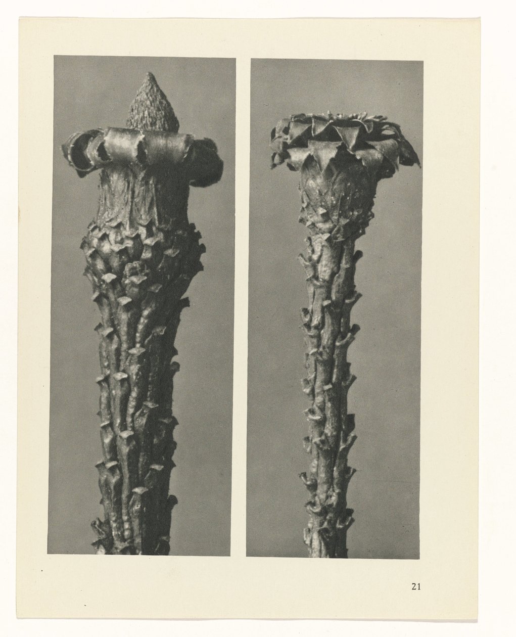 planera studien Archetypes of Art (serietitel) av Karl Blossfeldt