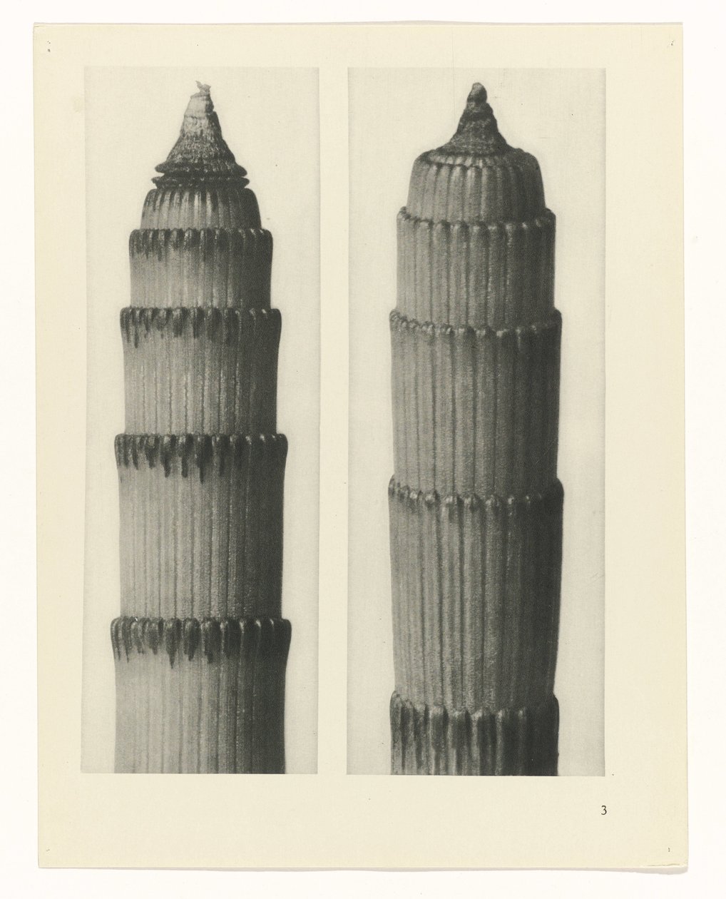 planera studien Archetypes of Art (serietitel) av Karl Blossfeldt
