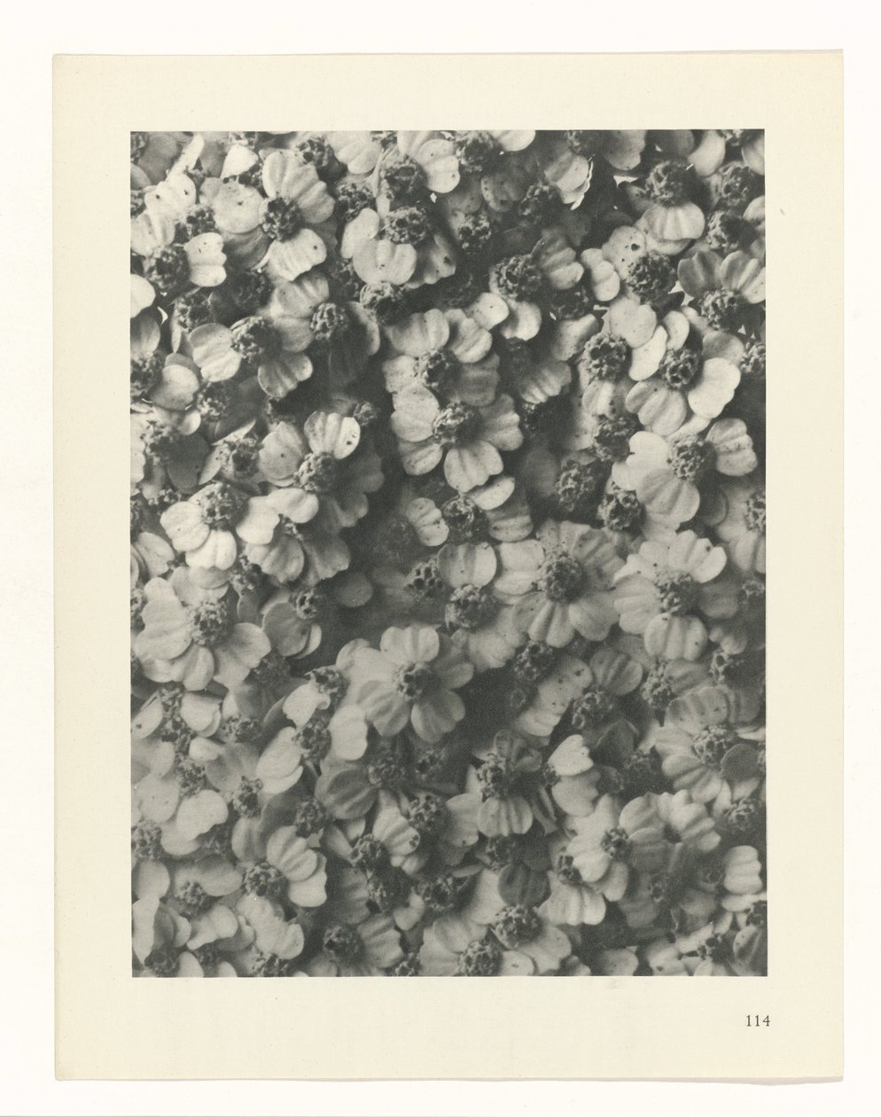 planera studien Archetypes of Art (serietitel) av Karl Blossfeldt