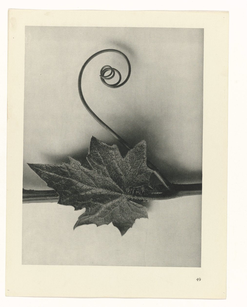 planera studie Archetypes of Art (serietitel) av Karl Blossfeldt
