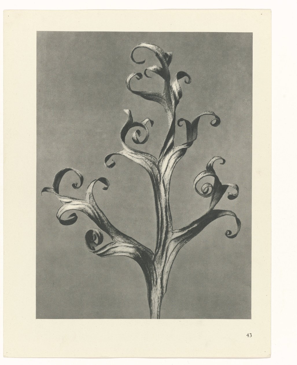 planera studie Archetypes of Art (serietitel) av Karl Blossfeldt