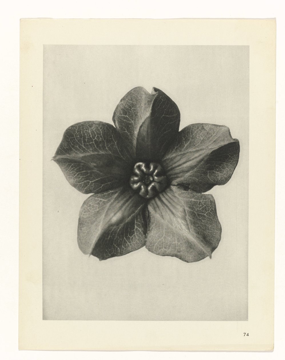 planera studien Archetypes of Art (serietitel) av Karl Blossfeldt