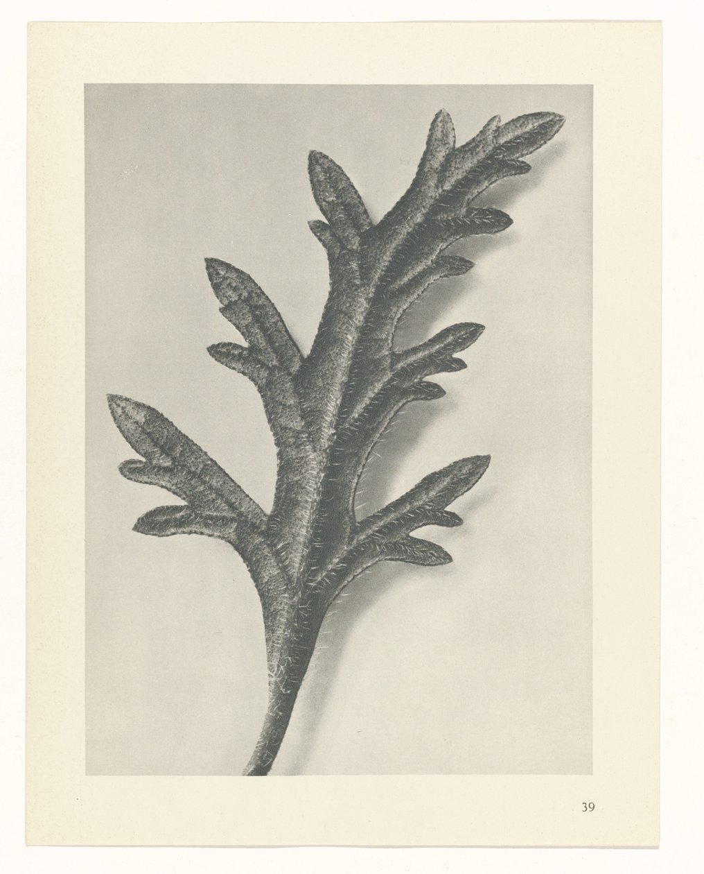 planera studien Archetypes of Art (serietitel) av Karl Blossfeldt
