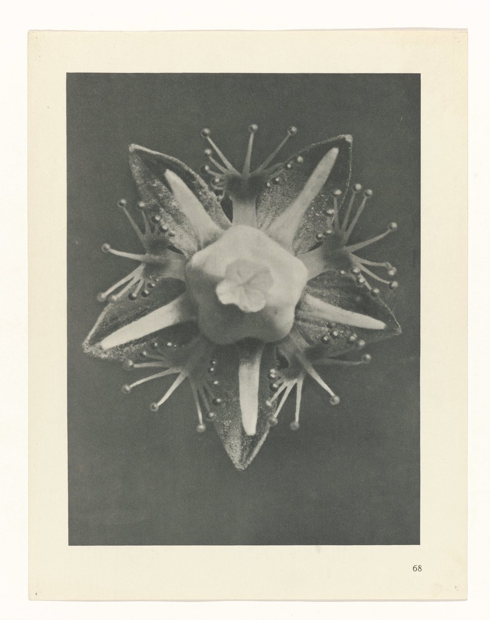 planera studien Archetypes of Art (serietitel) av Karl Blossfeldt