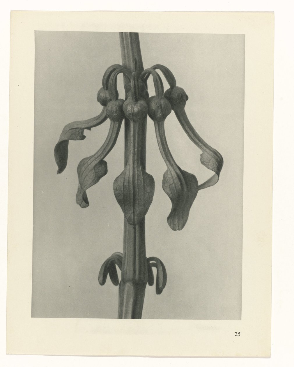 planera studien Archetypes of Art (serietitel) av Karl Blossfeldt