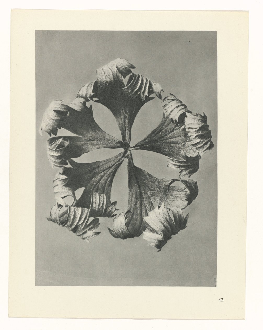 planera studien Archetypes of Art (serietitel) av Karl Blossfeldt
