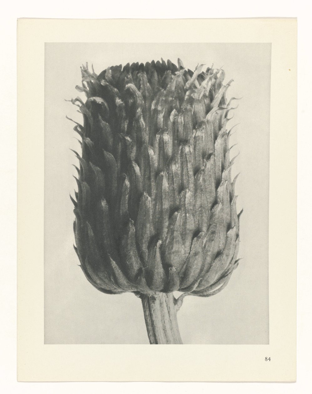 planera studien Archetypes of Art (serietitel) av Karl Blossfeldt