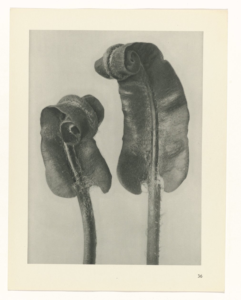 planera studien Archetypes of Art (serietitel) av Karl Blossfeldt