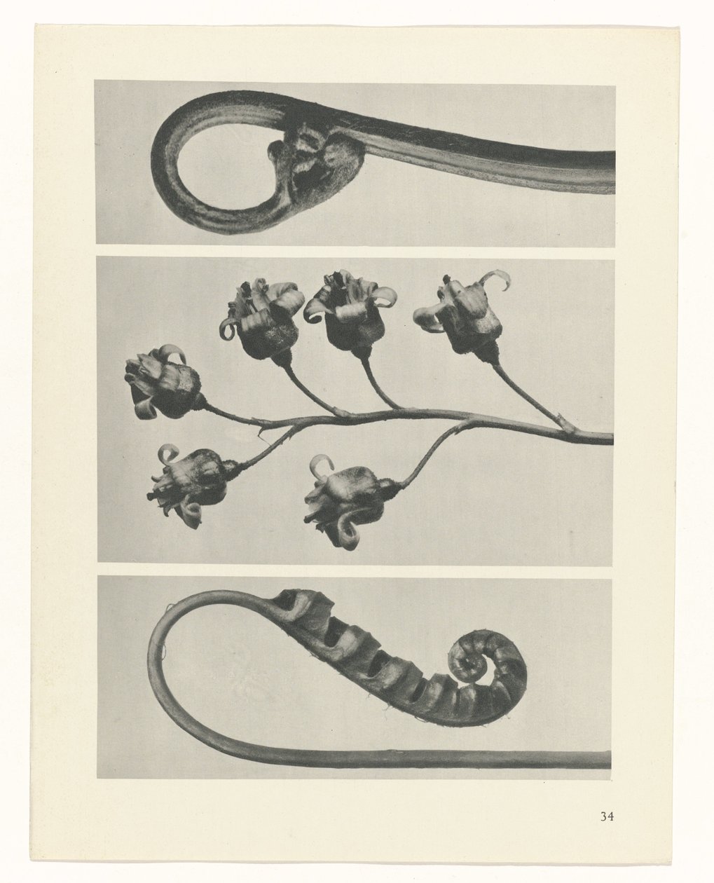 planera studien Archetypes of Art (serietitel) av Karl Blossfeldt